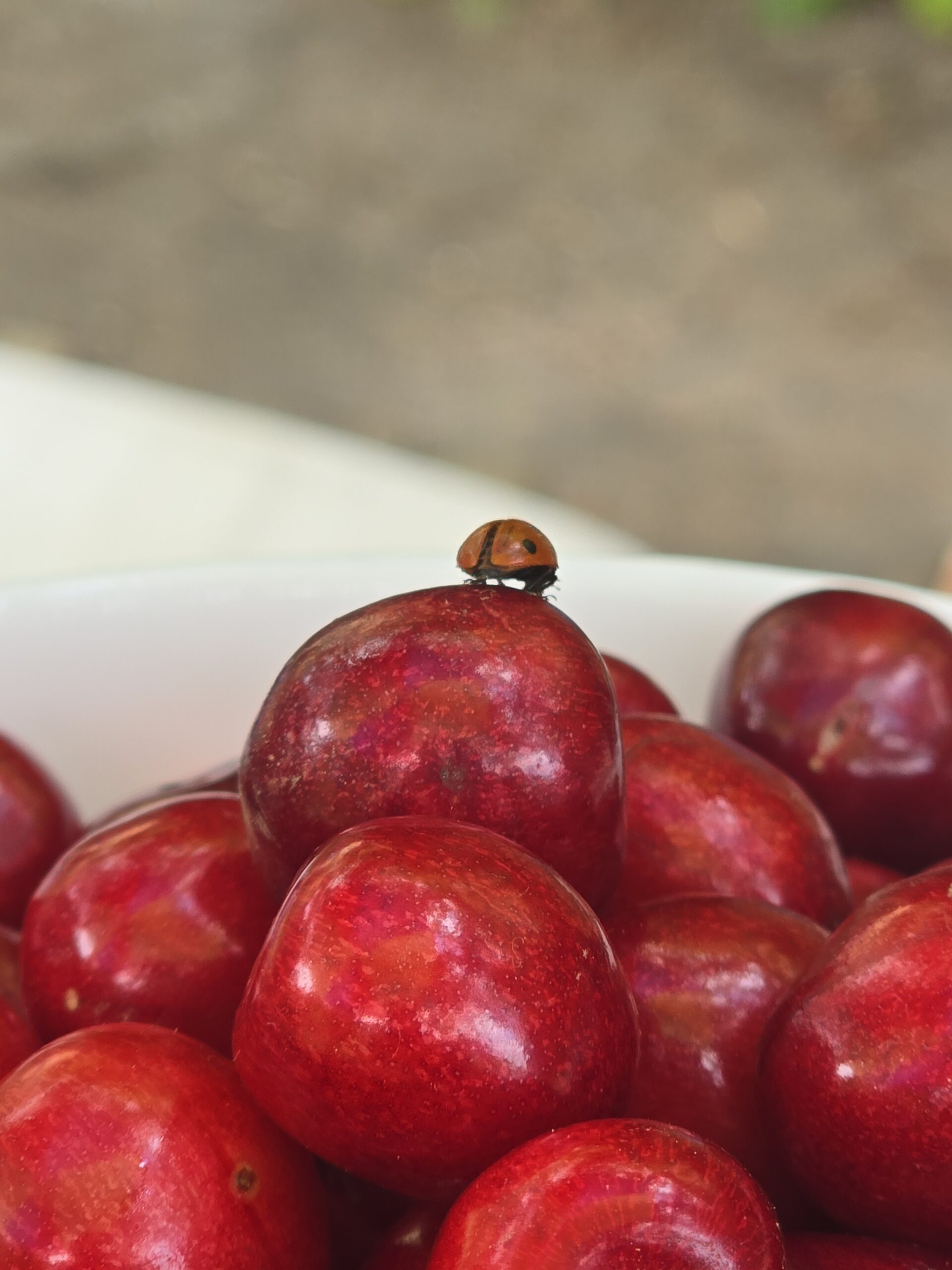 Cherry tree