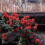 Where to go in Bulgaria